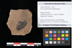 Foto (Objekt + Etikett) von Pinus praesilvestris Ettingshausen (NHMW-GEO-2024-0188-0248)